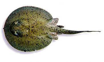Record photograph for Potamotrygon yepezi